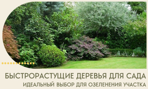 Быстрорастущие деревья для сада идеальный выбор в Москве