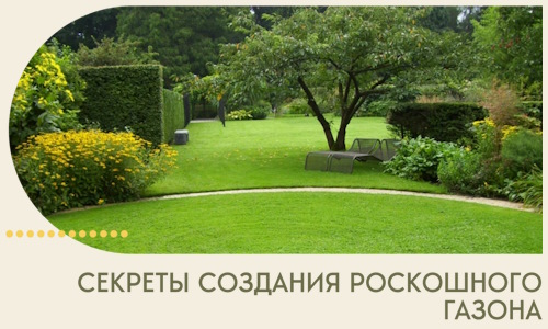 Секреты создания роскошного газона в Москве